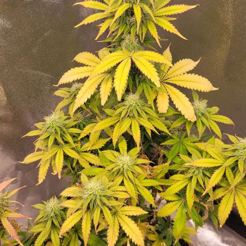 Lemon Wonder Automatic growlog timeline photo