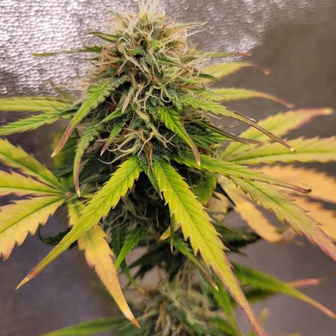 Lemon Wonder Automatic growlog timeline photo
