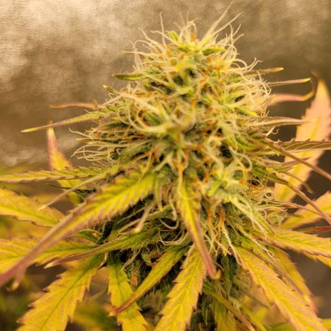 Lemon Wonder Automatic growlog timeline photo