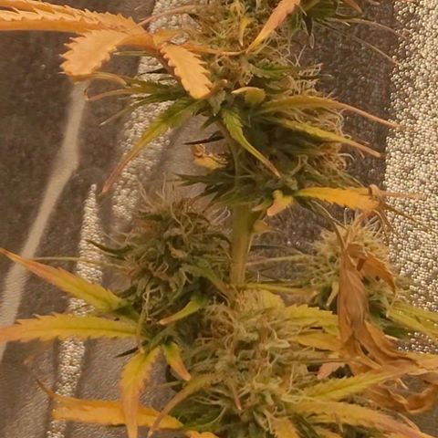 Lemon Wonder Automatic growlog timeline photo