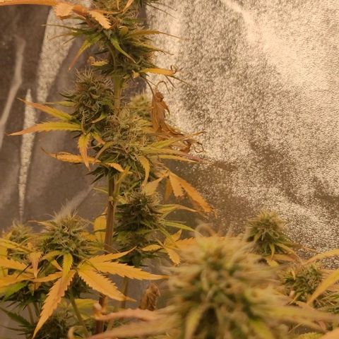 Lemon Wonder Automatic growlog timeline photo
