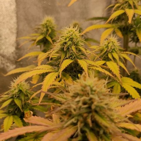 Lemon Wonder Automatic growlog timeline photo