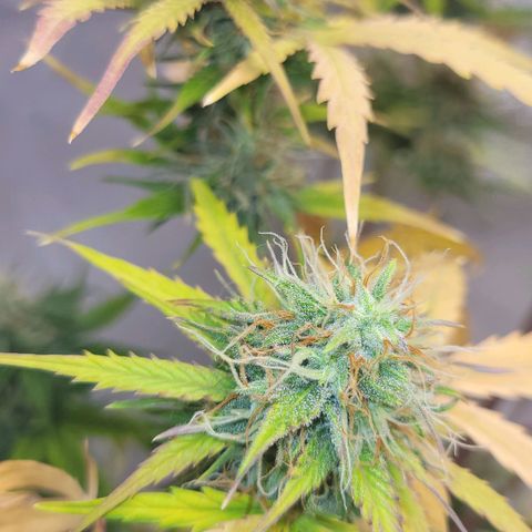 Lemon Wonder Automatic growlog timeline photo