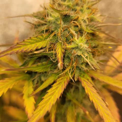 Lemon Wonder Automatic growlog timeline photo