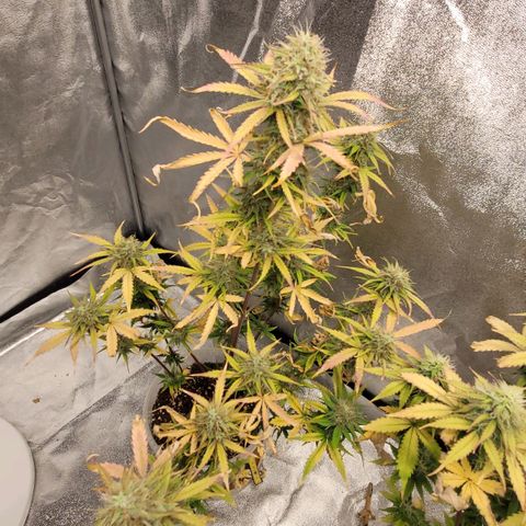 Lemon Wonder Automatic growlog timeline photo
