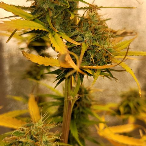 Lemon Wonder Automatic growlog timeline photo