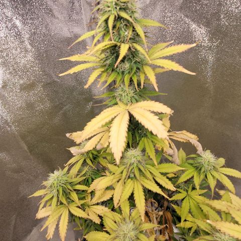 Lemon Wonder Automatic growlog timeline photo