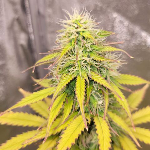 Lemon Wonder Automatic growlog timeline photo