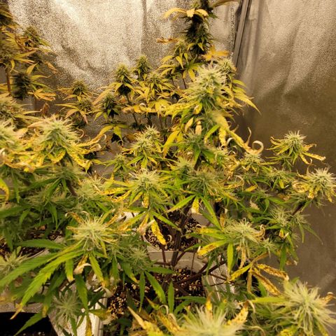 Lemon Wonder Automatic growlog timeline photo