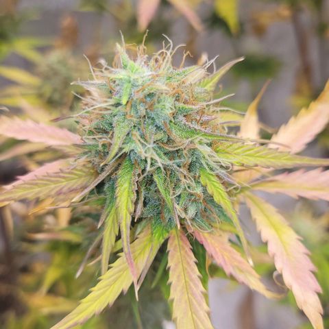 Lemon Wonder Automatic growlog timeline photo