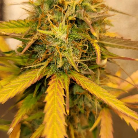 Lemon Wonder Automatic growlog timeline photo