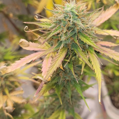Lemon Wonder Automatic growlog timeline photo