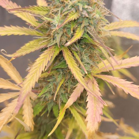 Lemon Wonder Automatic growlog timeline photo