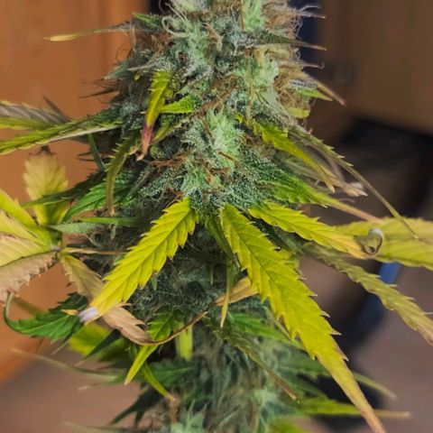 Lemon Wonder Automatic growlog timeline photo