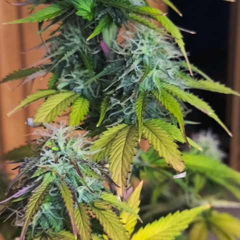 Lemon Wonder Automatic growlog timeline photo