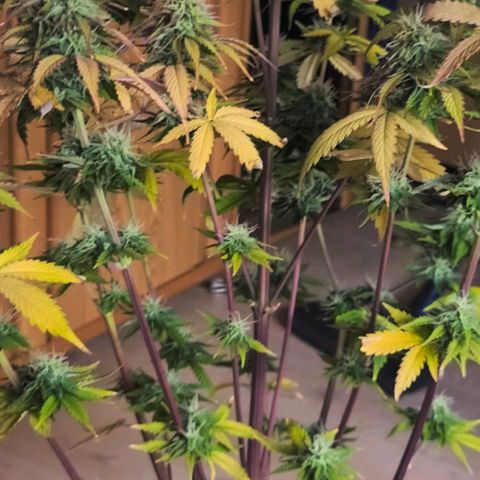 Lemon Wonder Automatic growlog timeline photo