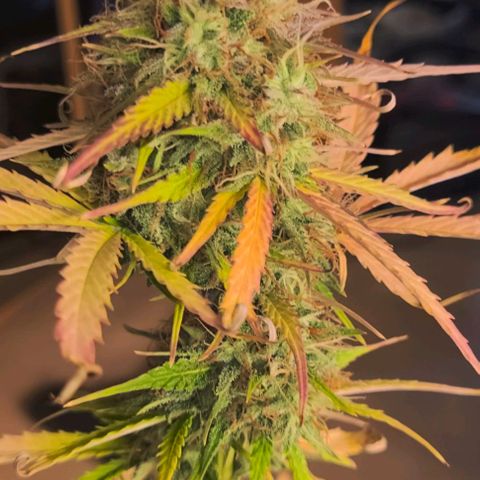 Lemon Wonder Automatic growlog timeline photo