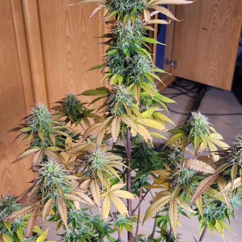 Lemon Wonder Automatic growlog timeline photo