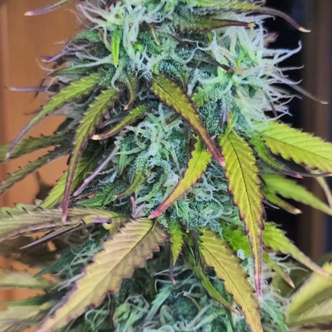 Lemon Wonder Automatic growlog timeline photo