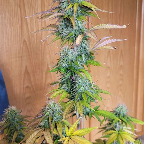 Lemon Wonder Automatic growlog timeline photo