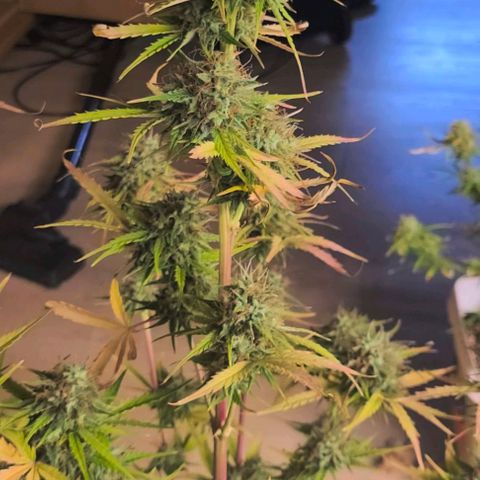 Lemon Wonder Automatic growlog timeline photo