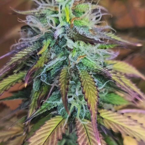 Lemon Wonder Automatic growlog timeline photo