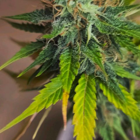 Lemon Wonder Automatic growlog timeline photo