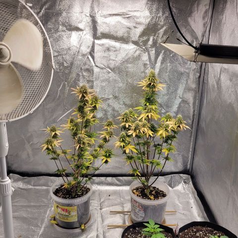 Lemon Wonder Automatic growlog timeline photo