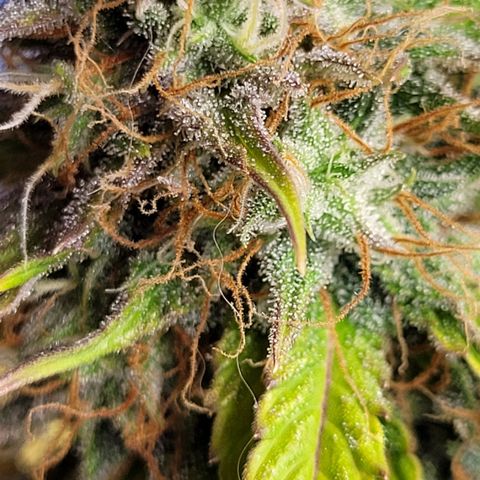 Lemon Wonder Automatic growlog timeline photo