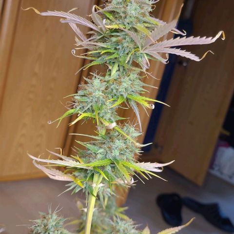Lemon Wonder Automatic growlog timeline photo