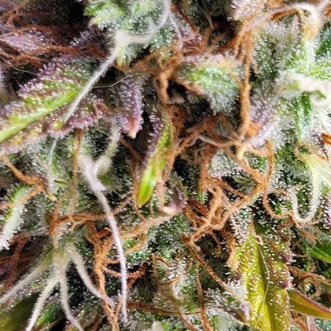 Lemon Wonder Automatic growlog timeline photo