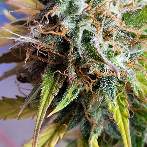 Lemon Wonder Automatic growlog timeline photo