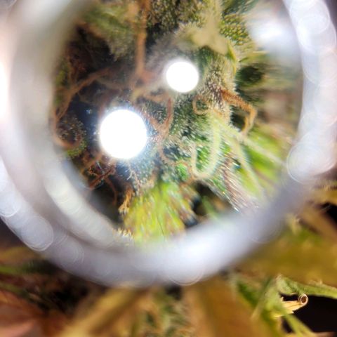 Lemon Wonder Automatic growlog timeline photo