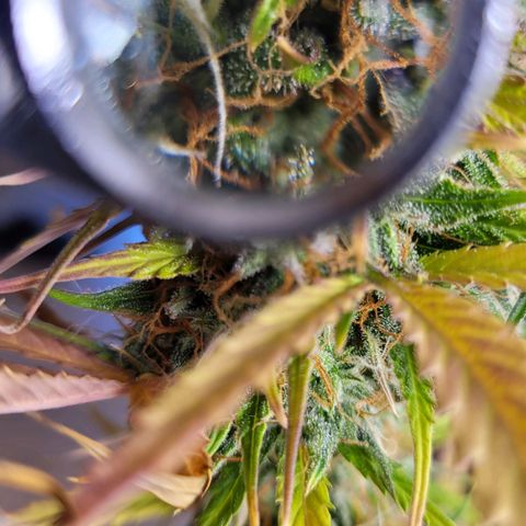 Lemon Wonder Automatic growlog timeline photo