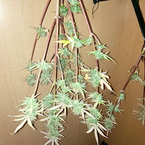 Lemon Wonder Automatic growlog timeline photo