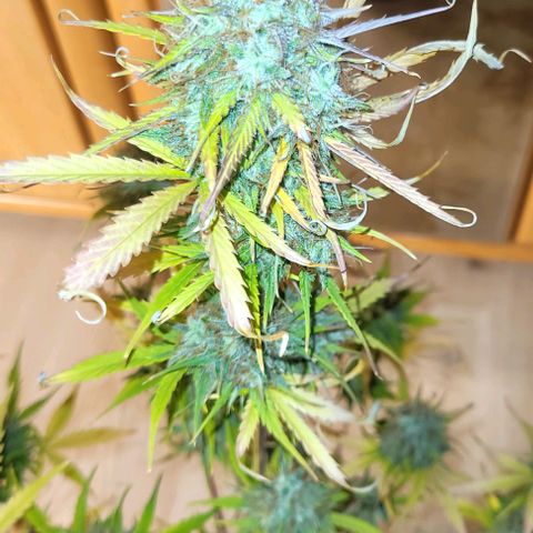 Lemon Wonder Automatic growlog timeline photo