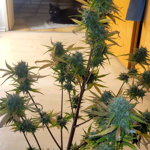 Lemon Wonder Automatic growlog timeline photo