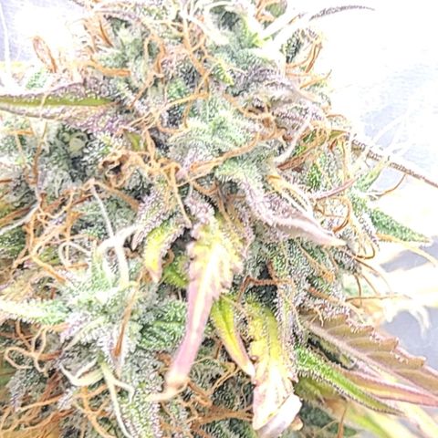 Lemon Wonder Automatic growlog timeline photo