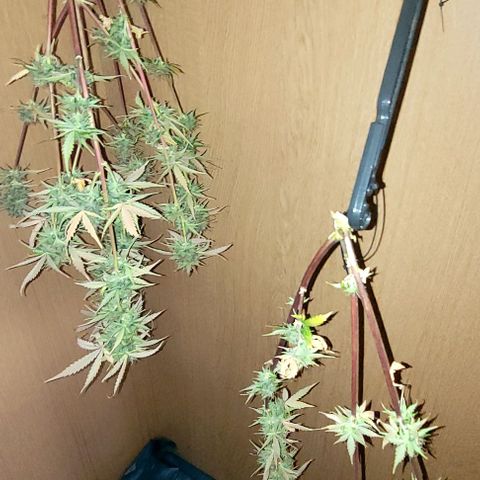 Lemon Wonder Automatic growlog timeline photo