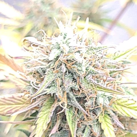 Lemon Wonder Automatic growlog timeline photo