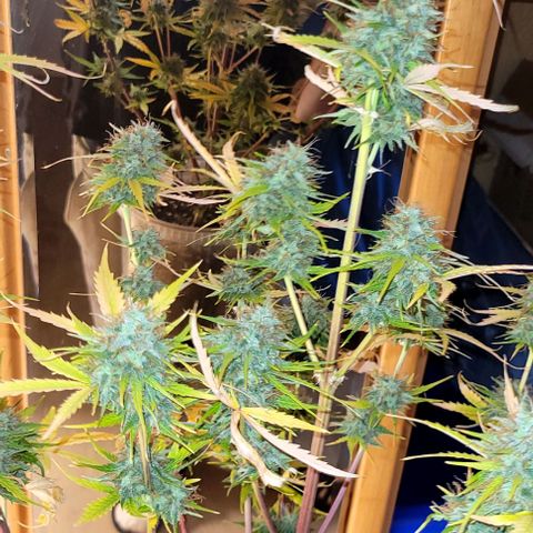 Lemon Wonder Automatic growlog timeline photo