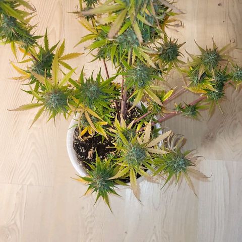 Lemon Wonder Automatic growlog timeline photo