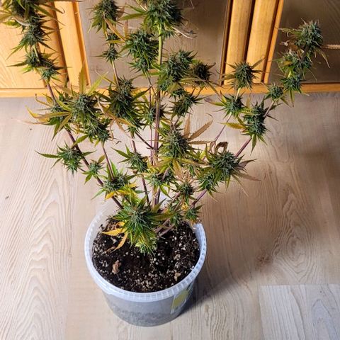 Lemon Wonder Automatic growlog timeline photo