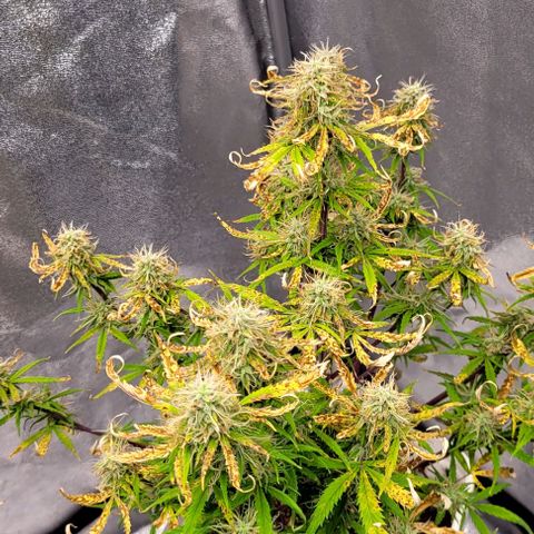 Lemon Wonder Automatic growlog timeline photo