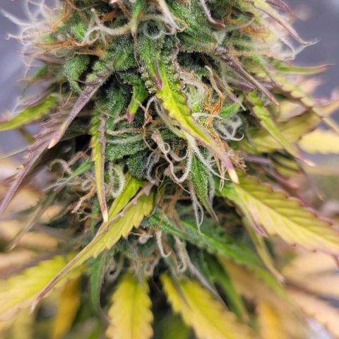Lemon Wonder Automatic growlog timeline photo