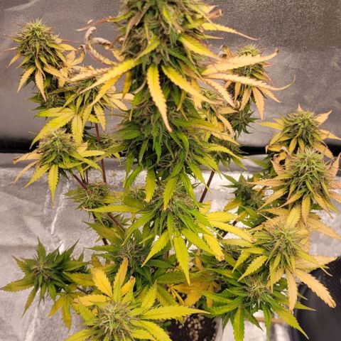 Lemon Wonder Automatic growlog timeline photo