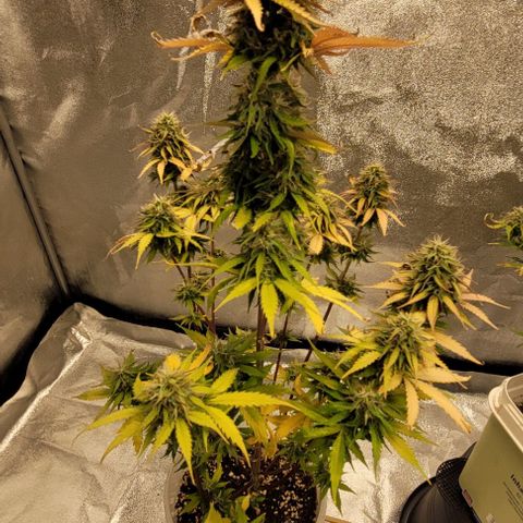 Lemon Wonder Automatic growlog timeline photo