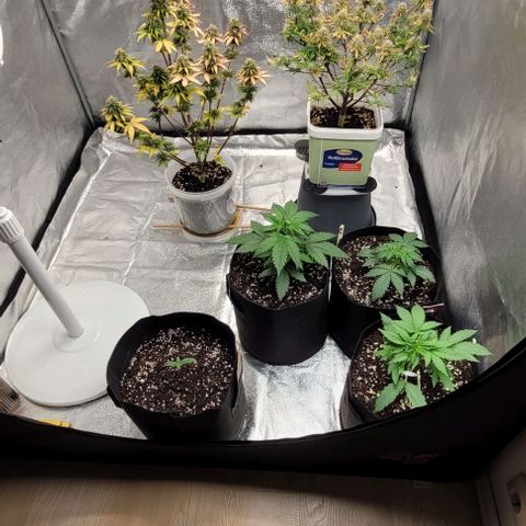 Lemon Wonder Automatic growlog timeline photo
