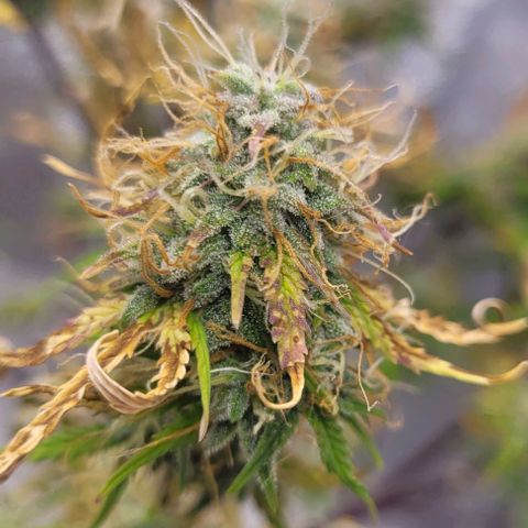 Lemon Wonder Automatic growlog photo: CalMag Lady