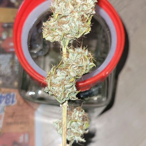 Lemon Wonder Automatic growlog photo: 32g nach 7 Tage Trocknung 
